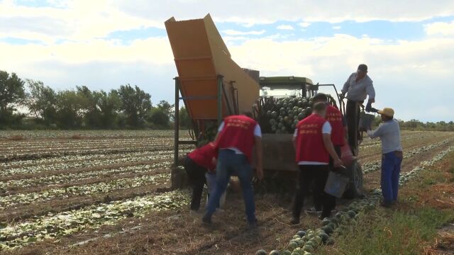 新疆阿勒泰:43.94万亩打瓜进入采收期