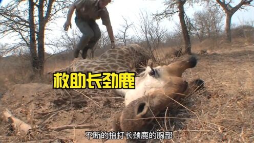 长颈鹿因为盗猎者布置的陷阱受伤,救治的过程失去生命,抓住盗猎者