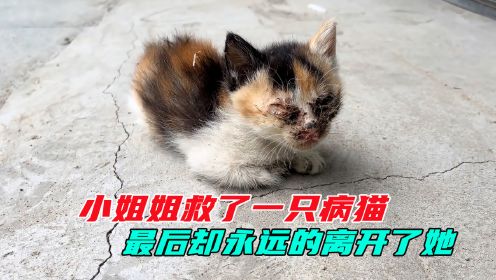 一只有灵性的流浪病猫追着小姐姐，被全力救治后，结局令人悲痛