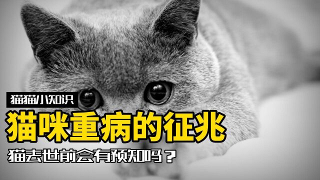 猫咪的五种重病症状,早发现可以大大增加生存几率