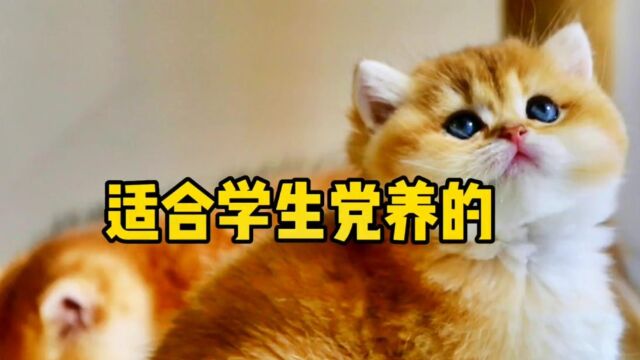 适合学生党养的三种猫,平价好养性格又好的猫!#萌宠 #宠物