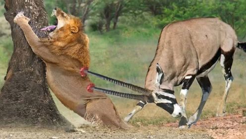 动物世界  狮子受到羚羊角的攻击
