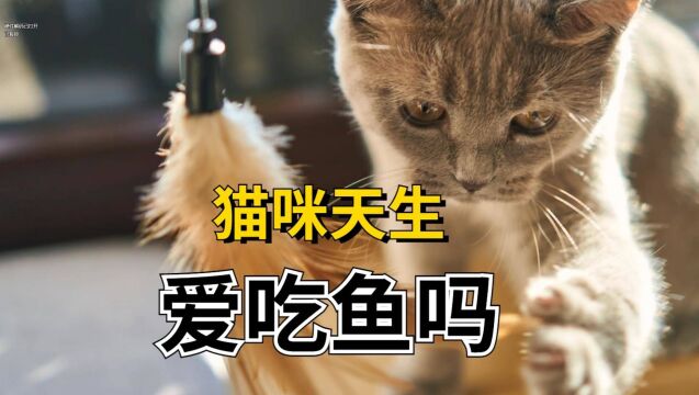 猫咪天生爱吃鱼吗?真相来了