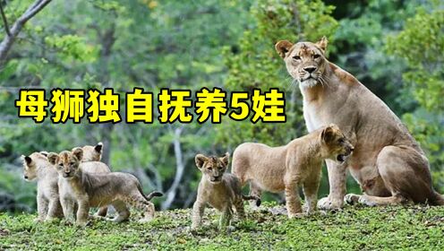 母狮单独辛苦拉扯5只幼崽长大!伟大的母爱!_高清1080P在线观看平台_腾讯视频