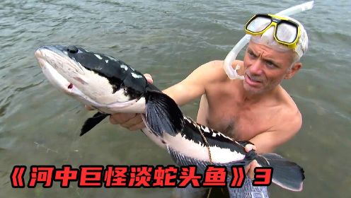 蛇头鱼强势入侵，繁殖能力超强破坏生物链，在中国竟是餐桌美味