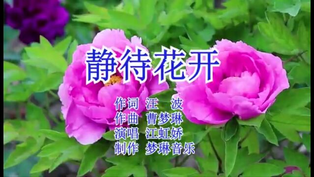 《静待花开》作词 汪波 作曲 曹梦琳 演唱 江虹娇 制作 梦琳音乐