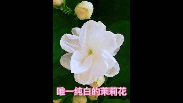 祝愿大家梦想之花盛开!#献给不懈追寻梦想的你 #杨珺远 #真人真唱