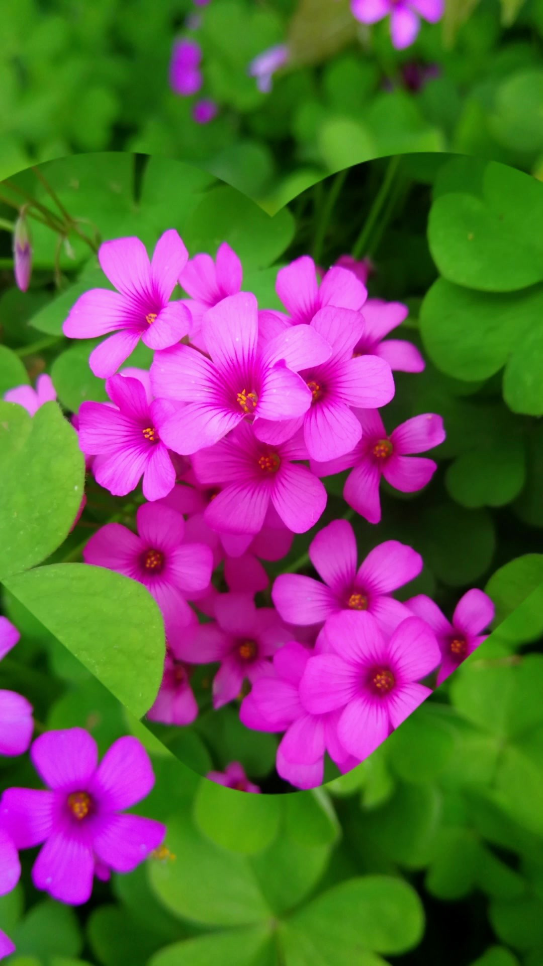 美丽的关节酢浆草【栗茂腾博主】