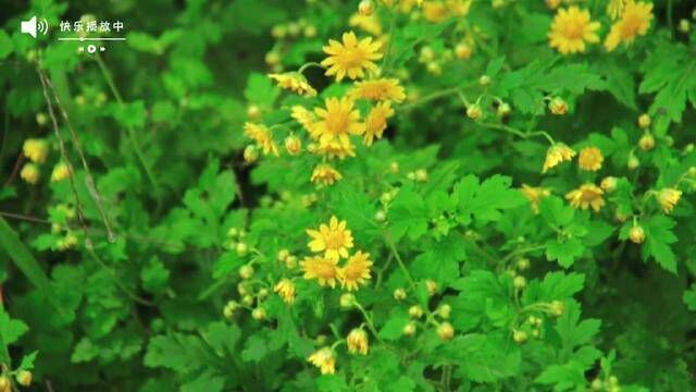 魅力中草药每日一药之野菊花,全景展示药材从田间到药房的生命历程!药为医之魂,药材好、药才好! 别名:苦薏、黄菊花、山菊花