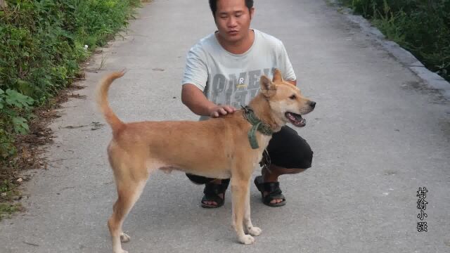 调查好久才找到的精品土猎,老人家带不动了说处理掉,又可以捡漏