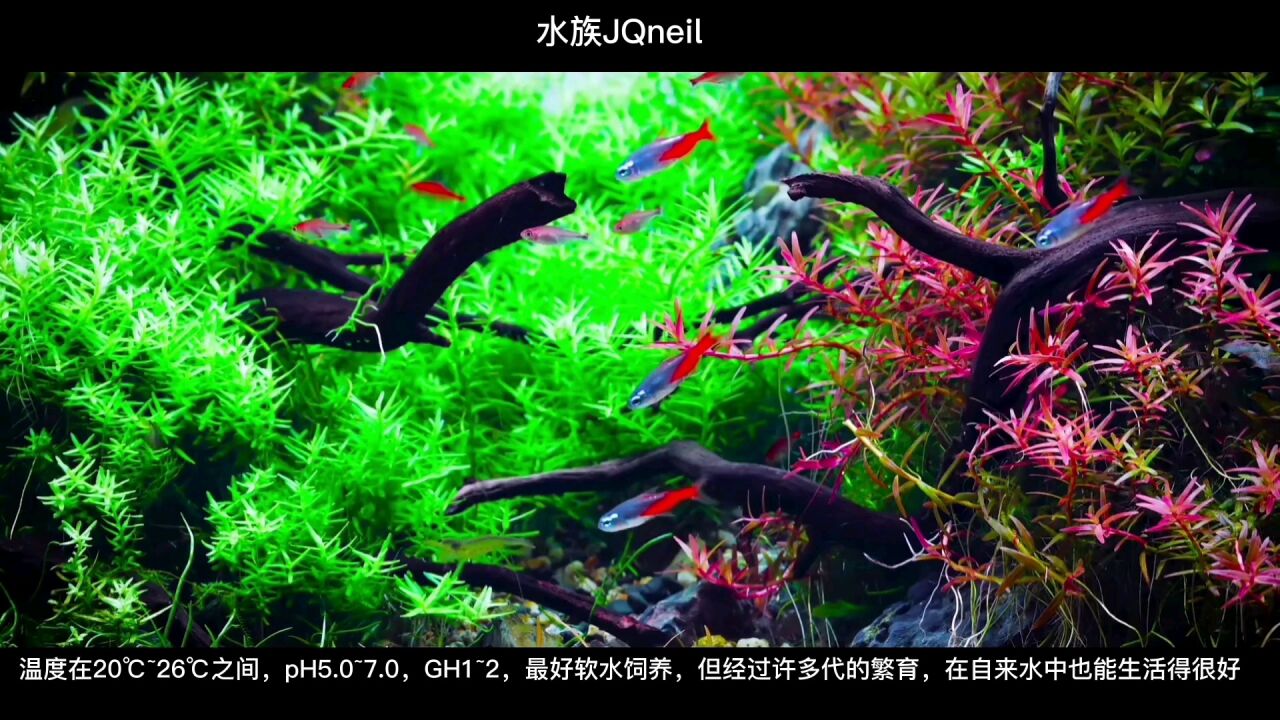 红绿灯鱼的简介及饲养方法草缸造景灯科鱼观赏鱼腾讯视频 