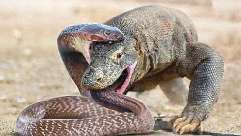 科莫多巨蜥试图吞食眼镜王蛇但失败了-猫鼬攻击蛇、兔子和狗！