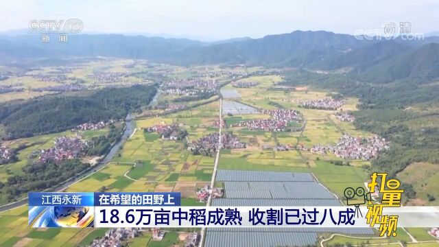 江西永新:18.6万亩中稻成熟,收割已过八成