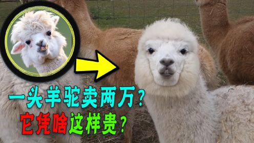 放国外当肉吃的羊驼，为啥在中国被当宠物养？还卖两三万一只！