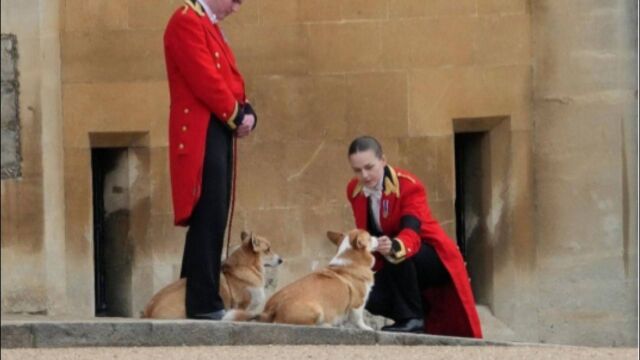 英国女王爱犬柯基身价暴涨 一只要价1.9万