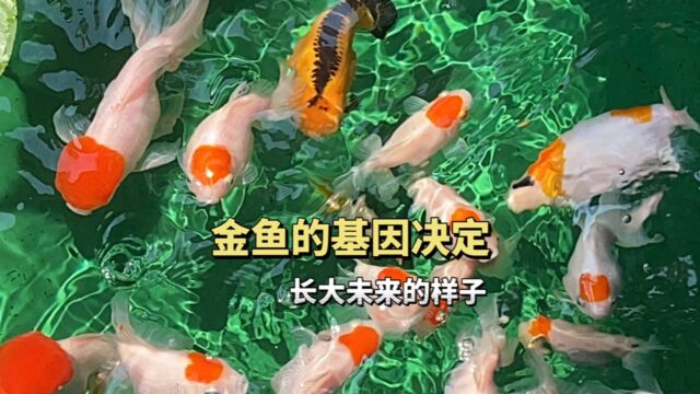 金鱼的基因决定长大未来的样子,短尾泰帽金鱼