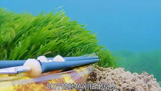 深海潜捕80斤的大鲹鱼,精彩程度超出你想象!