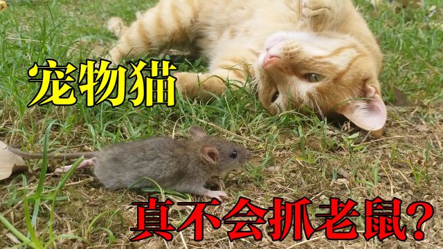 家养的猫一无是处?都说宠物猫不会抓老鼠,事实真的如此吗