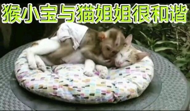 猴小宝与猫姐姐很和谐