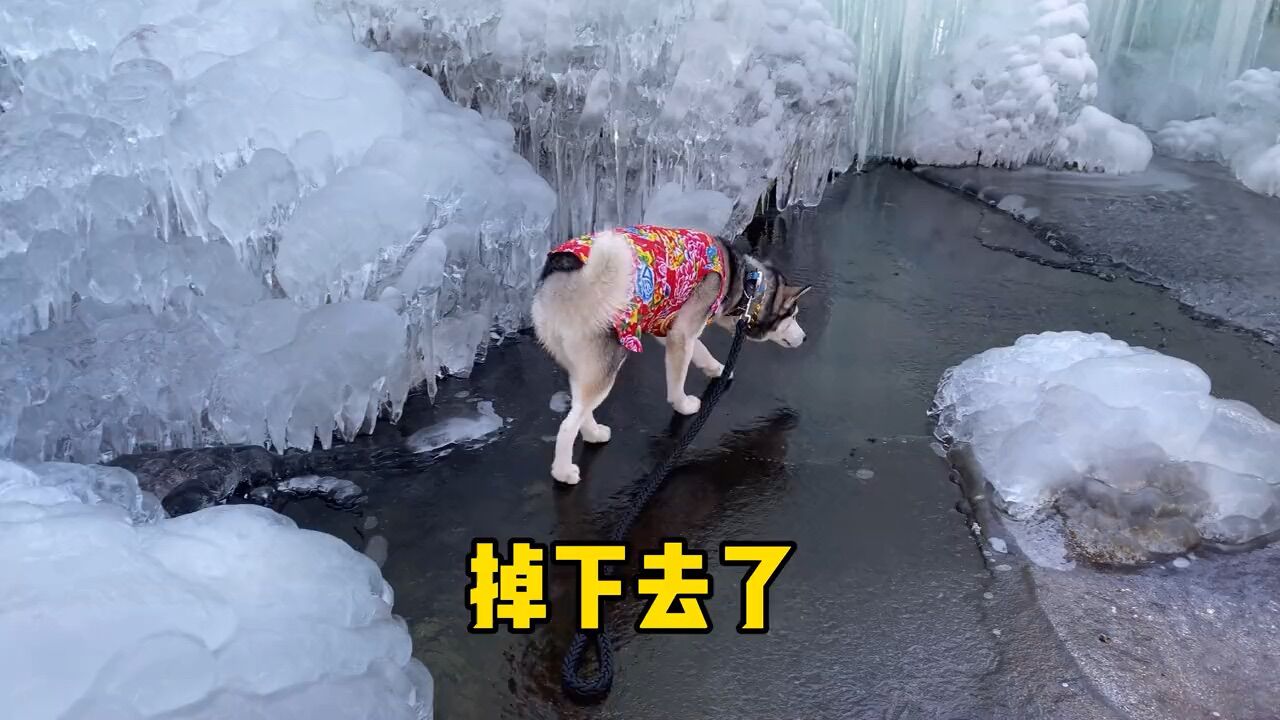 哈士猪今天掉沟里了_腾讯视频
