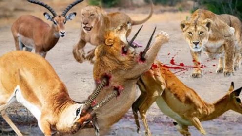 狮子捕猎时受伤