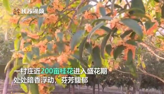 连空气都是香甜的!金秋时节桂花树下村民打桂忙