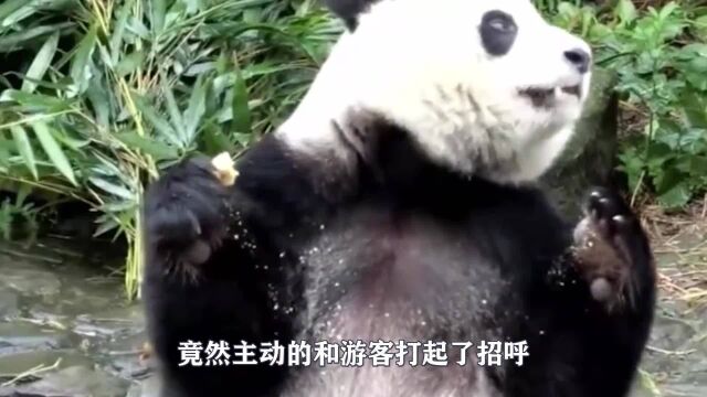 奶爸抱着熊猫办公,熊猫宝宝吓懵了:天呐,要写作业吗?