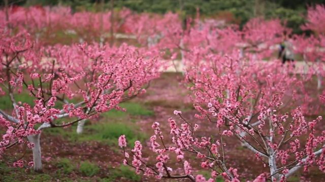 寺外桃源讲花卉 第十五集《桃树花芽分化与形成知识》