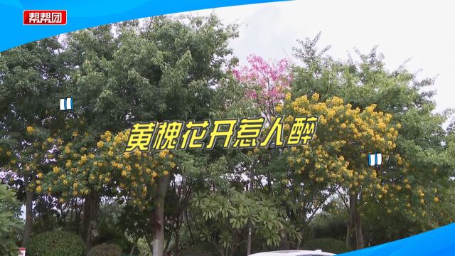 金黄花朵怒放枝头!黄槐花绽放花影轻摇,市民穿梭花海闻香赏花