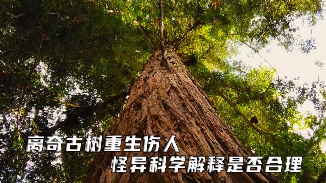 古树逆生长竟如五指山