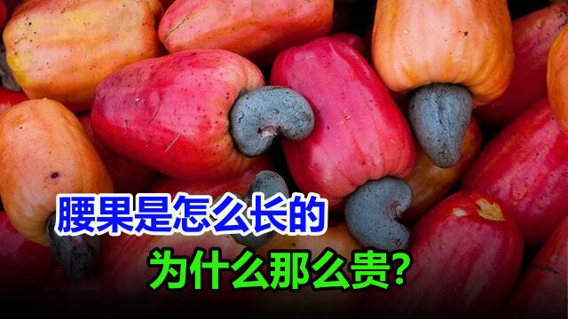 同样都是坚果,为什么腰果那么贵?看了它的制作过程就明白了