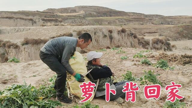 大山里的庄户人家,萝卜大丰收,人工背回家