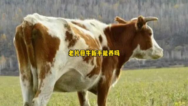 新手养淘汰老片母牛合适吗?真没想象那么简单,没有经验只能入坑