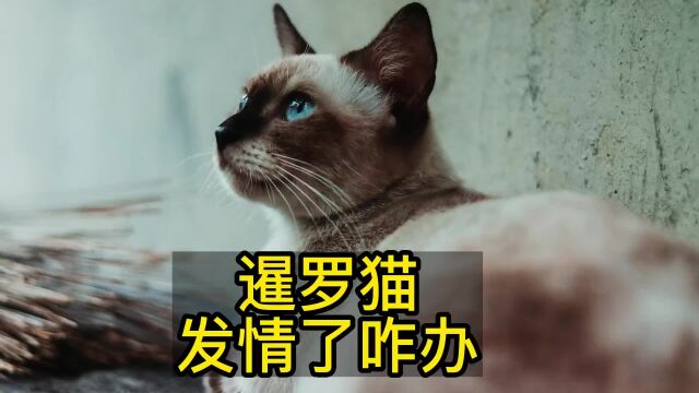 暹罗猫发情了咋办?横屏硬广