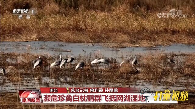 生态环境向好,这些湿地成候鸟越冬新站点