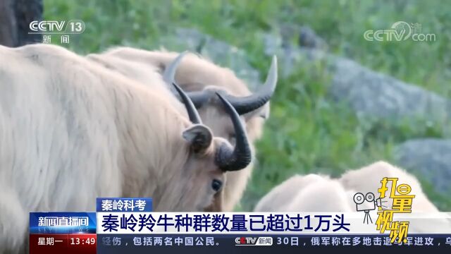 秦岭羚牛种群数量已超过1万头