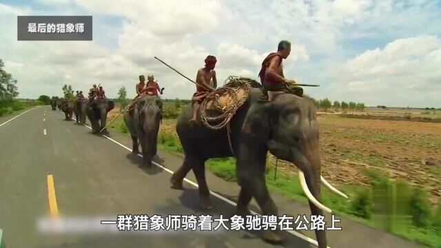 泰国最后的猎象大师,30年捕捉40头野象,一次狩猎出动50头家象