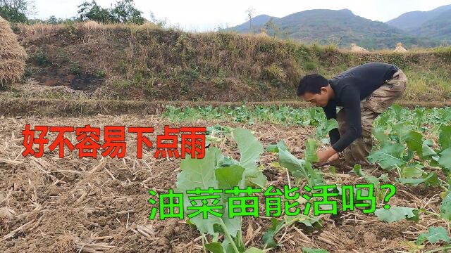 湖南怀化时隔4个月终于迎来小范围降雨,小伙忙着栽油菜苗,土地都还是干的