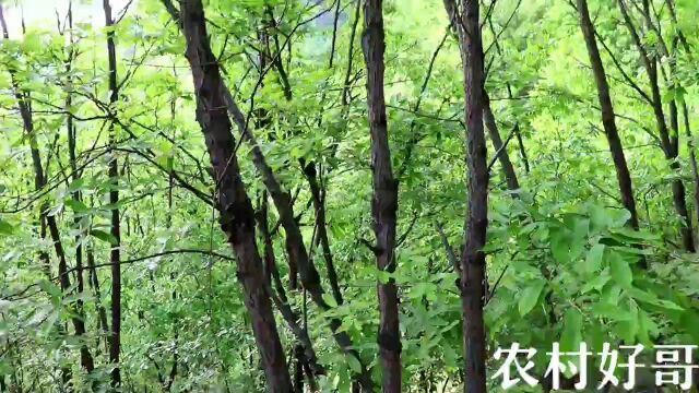 秦岭深山里,崖边上遇野生兰花,一株有12朵花,太美了