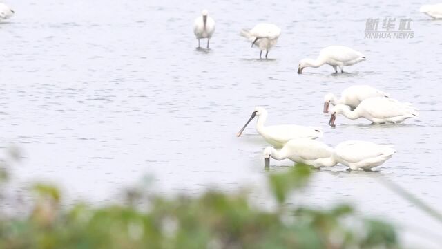 江苏兴化:湿地生态好 候鸟来“做客”