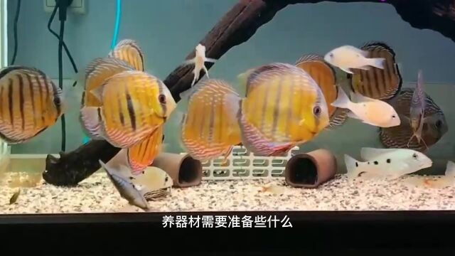 饲养七彩神仙需要准备什么