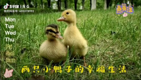 两只小鸭子的幸福生活