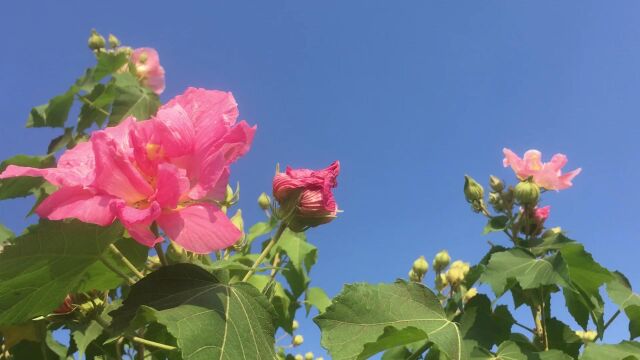 从平凡生活里找快乐|公园里的木芙蓉