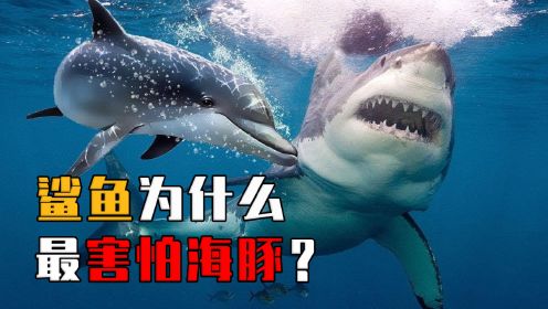 鲨鱼怕海豚正常