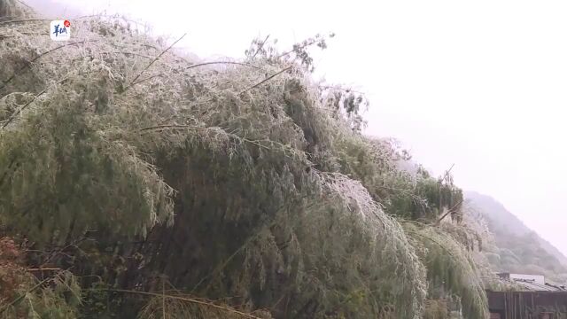 【视频】韶关乐昌云岩镇:寒潮来袭冰满山,晶莹剔透如画境