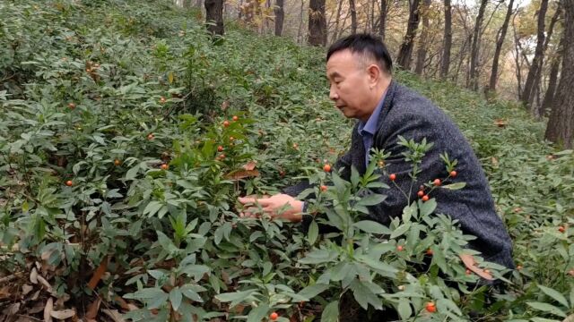 河南舞钢:科技专家首次发现万亩野生珊瑚樱植物种群