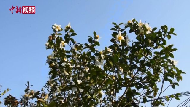 广西田东义圩镇:油茶花开香满山