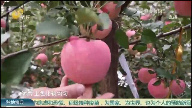 这里的大苹果不一般,品质好、价格高,果农乐开花