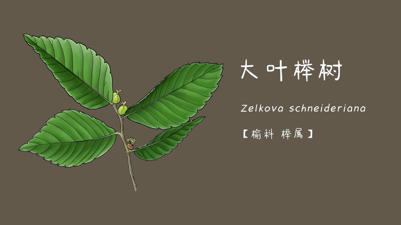 大叶榉树(榆科榉属)_高清1080P在线观看平台_腾讯视频