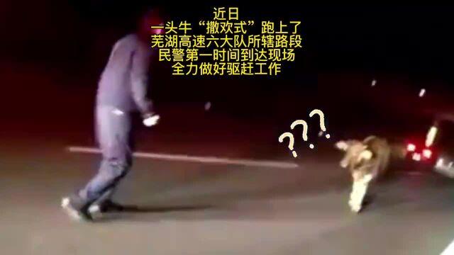 安徽芜湖:牛儿误闯高速 交警化身“赶牛倌”